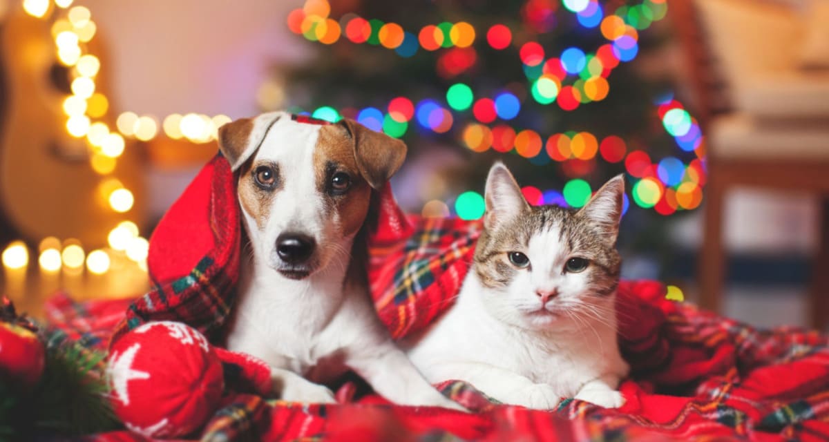 Cuidado de las mascotas durante las festividades de navidad